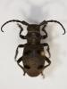 Herophila tristis